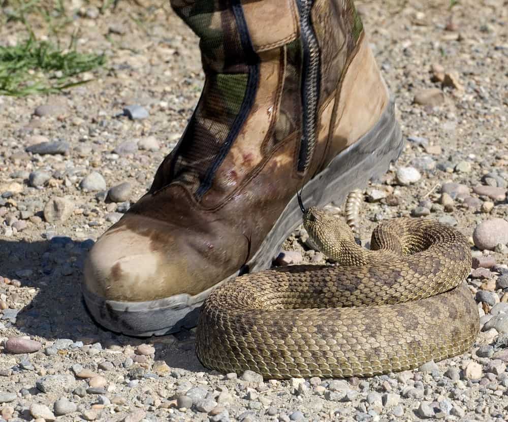 comfortable snake boots